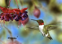 Hummer and Fuchia an acrylic painting by Wildlife Artist Danny O'Driscoll