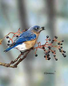 Bluebird and Berries an acrylic painting by wildlife Artist Danny O'Driscoll