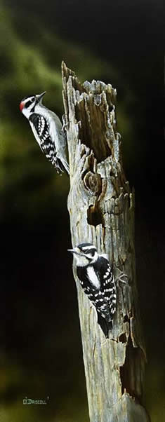 Downey Woodpeckers an acrylic Painting by Wildlife Artist Danny O'Driscoll