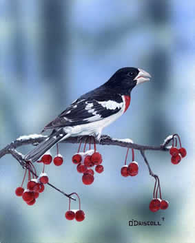Rose Breasted Grosbeak an acrylic painting by Wildlife Artist Danny O'Driscoll