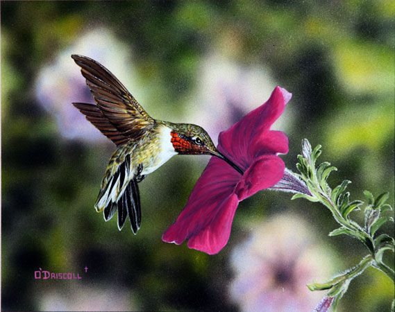 Hummer and Petunia 12 an original acrylic painting by wildlife artist Danny O'Driscoll