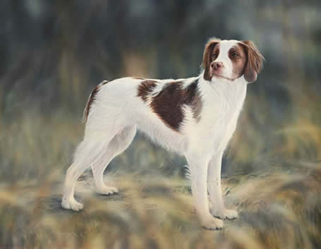 Abbey Brittany Spaniel acrylic painting by Wildlife Artist Danny O'Driscoll