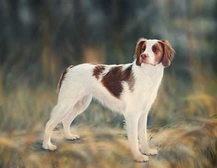 Abbey Brittany Spaniel an acrylic painting by Wildlife Artist Danny O'Driscoll