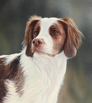 Brittany Spaniel an acrylic painting by wildlife artist Danny O'Driscoll