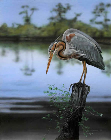 African Heron Acrylic painting by wildlife artist Danny O'Driscoll