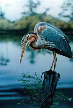 African Heron an acrylic painting by wildlife artist Danny O'Driscoll
