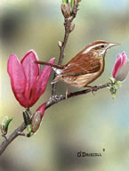Wren of Spring an acrylic painting by wildlife artist Danny O'Driscoll