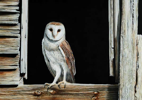 Country Living Barn Owl an acrylic painting by Wildlife Artist Danny O'Driscoll
