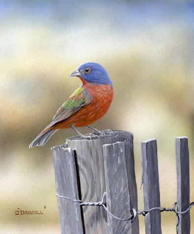 Beach Bunting an acrylic painting by wildlife artist Danny O'Driscoll