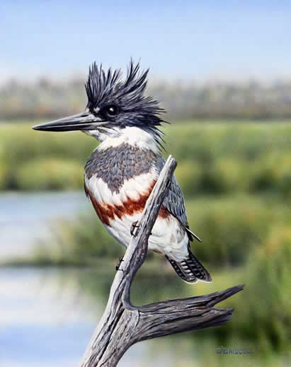 Belted Kingfisher Female an acrylic painting by wildlife artist Danny O'Driscoll