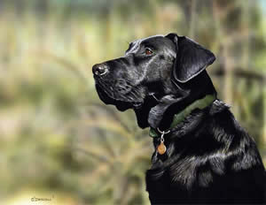 Black Lab an acrylic painting by wildlife artist Danny O'Driscoll