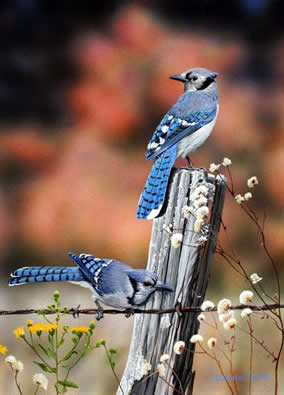 Blue Jays of Autumn an acrylic painting by wildlife artist Danny O'Driscoll