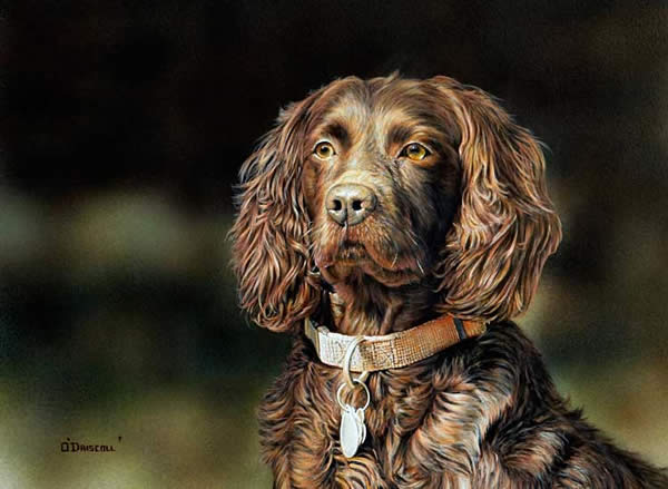 Proud Breed -Boykin Spaniel an Acrylic Painting by Wildlife Artist Danny O'Driscoll