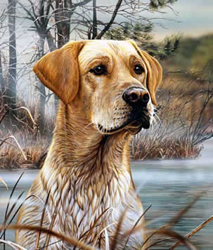 Yellow Lab Call of the Pond an acrylic painting by wildlife artist Danny O'Driscoll