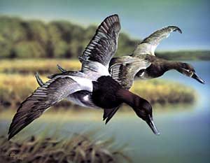 Canvasback Ducks-acrylic painting by wildlife artist Danny O'Driscoll