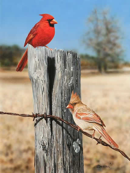 Cardinals Out in the field an acrylic painting by wildlife artist Danny O'Driscoll