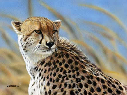 Cheetah an original acrylic painting by wildlife artist Danny O'Driscoll