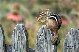 Chipmunk an acrylic painting by Wildlife Artist Danny O'Driscoll