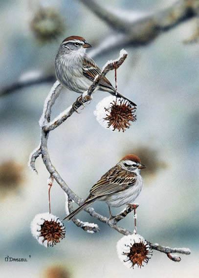 Chipping Sparrows an acrylic painting by wildlife artist Danny O'Driscoll