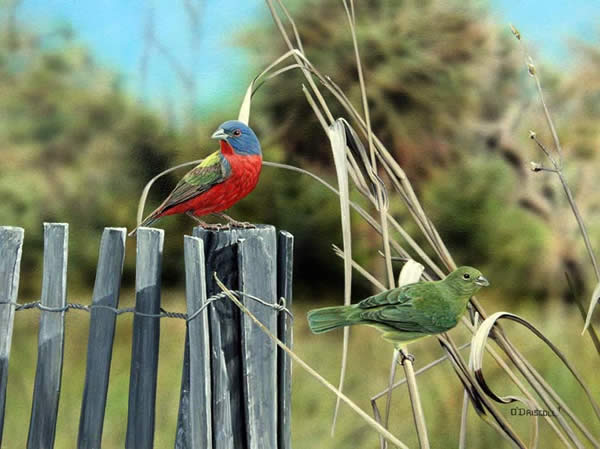 Color My World Painted Buntings an acrylic painting by wildlife artist Danny O'Driscoll
