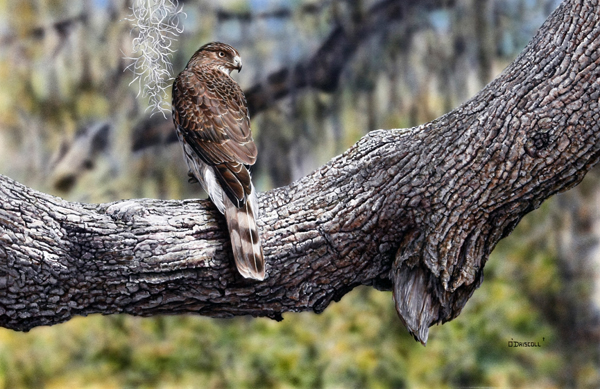 Coopers Hawk an acrylic painting by wildlife artist Danny O'Driscoll
