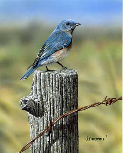 Country Bluebird an acrylic painting by wildlife artist Danny O'Driscoll
