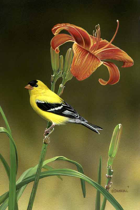 Daylily 3 Goldfinch-acrylic painting by wildlife artist Danny O'Driscoll