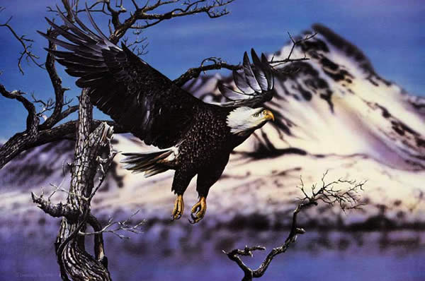 Bald Eagle in Flight an acrylic painting by wildlife artist Danny O'Driscoll