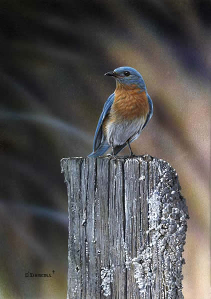 Eastern Bluebird an acrylic painting by wildlife artist Danny O'Driscoll
