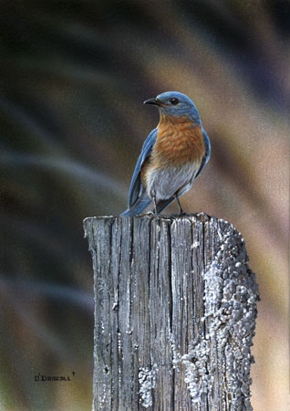 Eastern Bluebird an original acrylic painting by Wildlife Artist Danny O'Driscoll