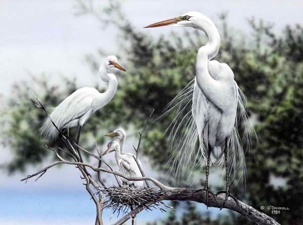 All in the Family An original acrylic painting of Great Egrets by wildlife artist Danny O'Driscoll