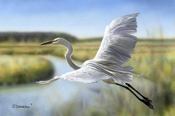 Evening Flight Great Wite Egret an original acrylic painting by wildlife artist Danny O'Driscoll