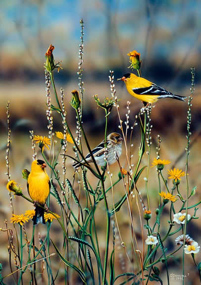 Field of Gold an acrylic painting of Goldfinches by wildlife artist Danny O'Driscoll