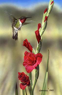 Gladiola and Hummer an original acrylic painting by wildlife artist Danny O'Driscoll