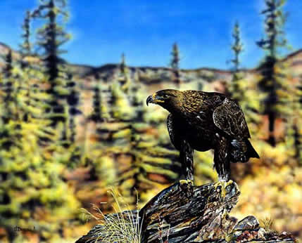 Golden Eagle an acrylic painting by wildlife artist Danny O'Driscoll