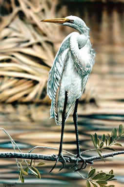 Great Egret an acrylic painting by wildlife artist Danny O'Driscoll