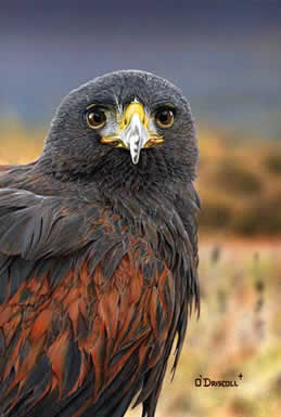 Harris Hawk an acrylic painting by wildlife artist Danny O'Driscoll