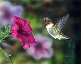 Hummer and Petunia 4 an acrylic painting by wildlife artist Danny O'Driscoll