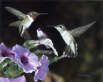 Hummers and Petunias an acrylic painting by wildlife artist Danny O'Driscoll