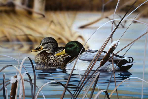 Mallards on the Water an acrylic painting by wildlife artist Danny O'Driscoll
