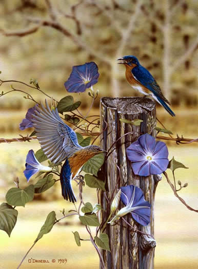Morning Glories an acrylic painting of bluebirds by wildlife artist Danny O'Driscoll
