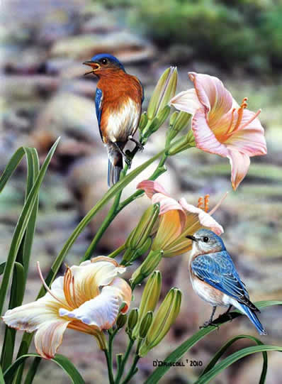 Morning has Broken Bluebirds an acrylic Painting by wildlife artist Danny O'Driscoll