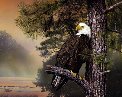 Morning Sentinel an acrylic painting by wildlife artist Danny O'Driscoll
