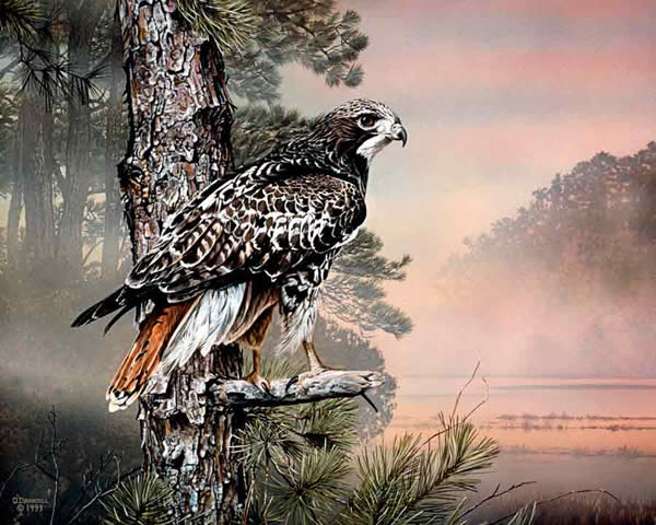 Morning Watch an acrylic painting by wildlife artist Danny O'Driscoll
