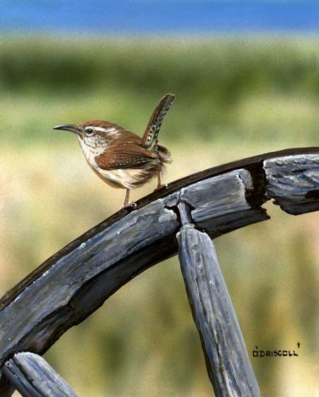 Old Times Wren an acrylic painting by Wildlife Artist Danny O'Driscoll