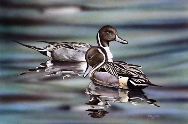 Pintails an acrylic painting by wildlife artist Danny O'Driscoll