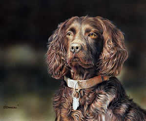 Boykin Spaniel -Proud Breed an acrylic painting by wildlife artist Danny O'Driscoll