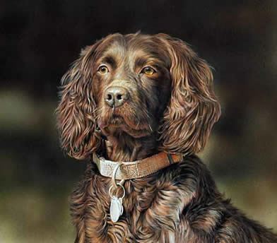 Proud Breed Boykin an acrylic painting by wildlife artist Danny O'Driscoll