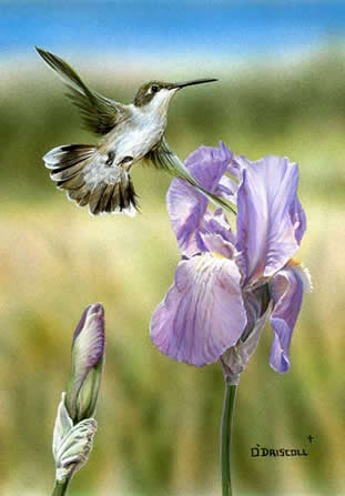 Purple Iris and Hummer an original acrylic painting by wildlife artist Danny O'Driscoll