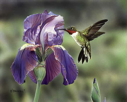 Purple Iris an acrylic painting by wildlife artist Danny O'Driscoll